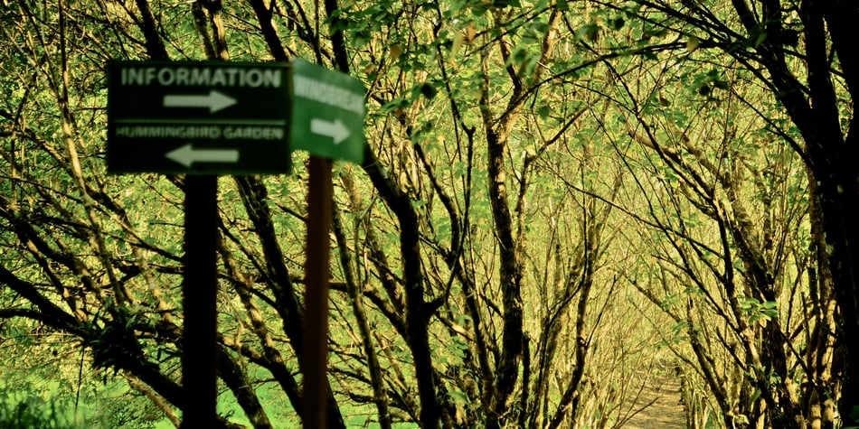 How Monteverde’s Network of Nature Reserves Protects Biodiversity