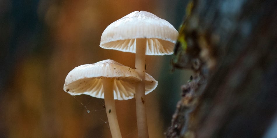Monteverde’s Biodiversity: A Day of Discovery in the Cloud Forest